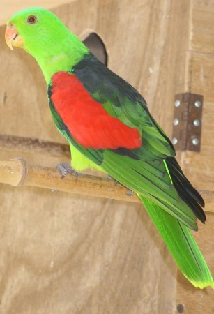 Erythroptère (Sébastien PECARRERE)